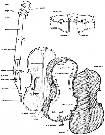 parts of a violin - Hansi